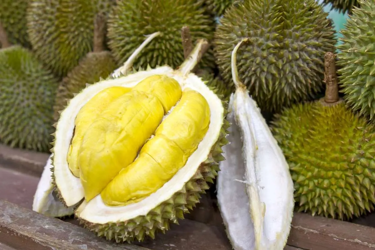 (ویدئو) فرآیند دیدنی کاشت‌وبرداشت میوه عجیب دوریان در آسیا