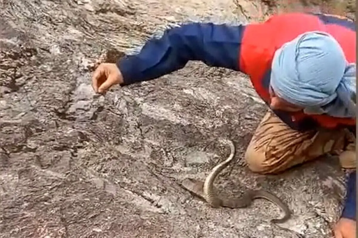 یگان محیط زیست به دنبال حیوان آزار اینستاگرامی