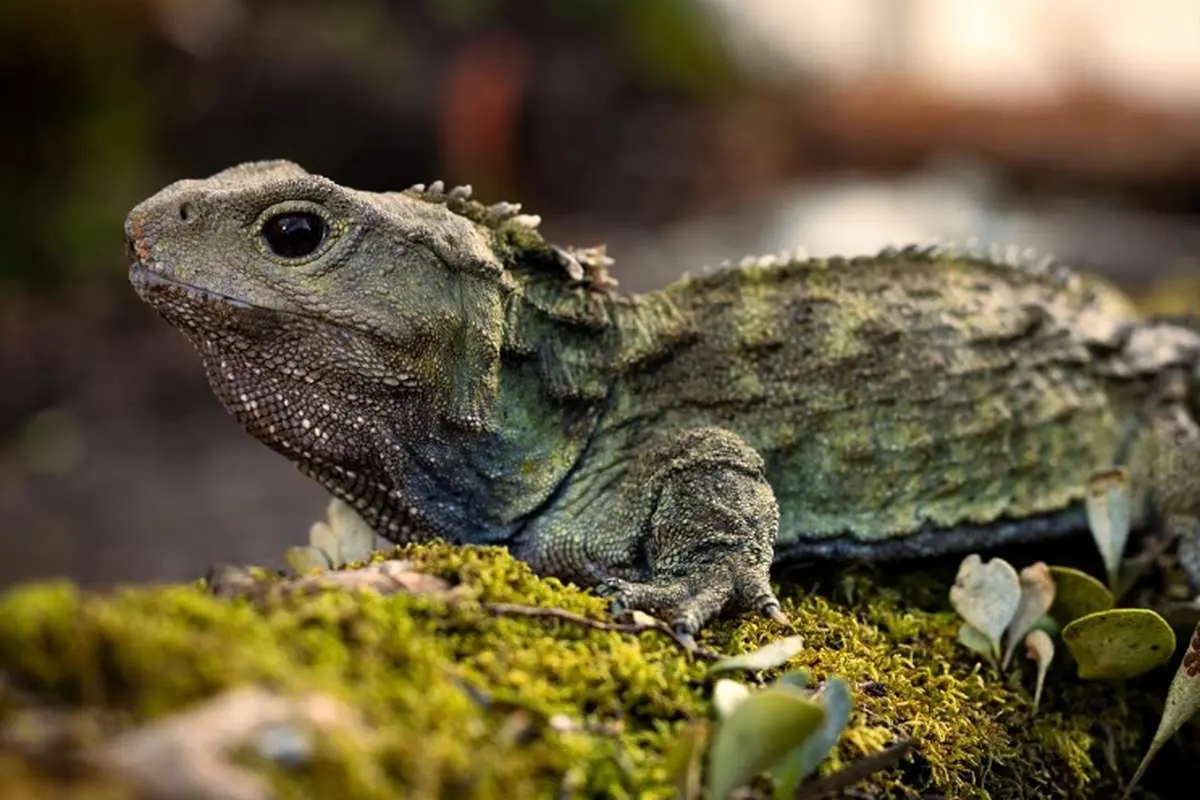 خزنده مشهوریی که زمان ناصرالدین‌شاه به دنیا آمده، پدر شد!