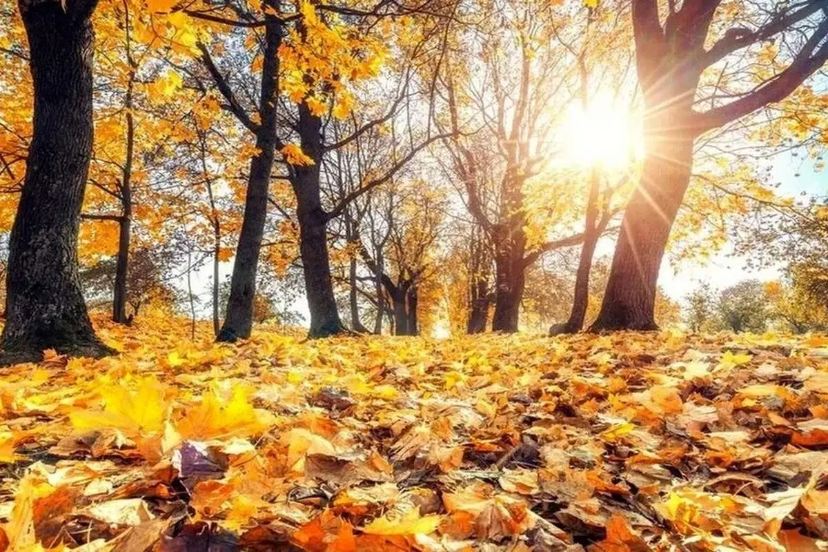 تفال به حافظ پنجشنبه ۵ مهر ۱۴۰۳؛ دلبر برفت و دلشدگان را خبر نکرد....