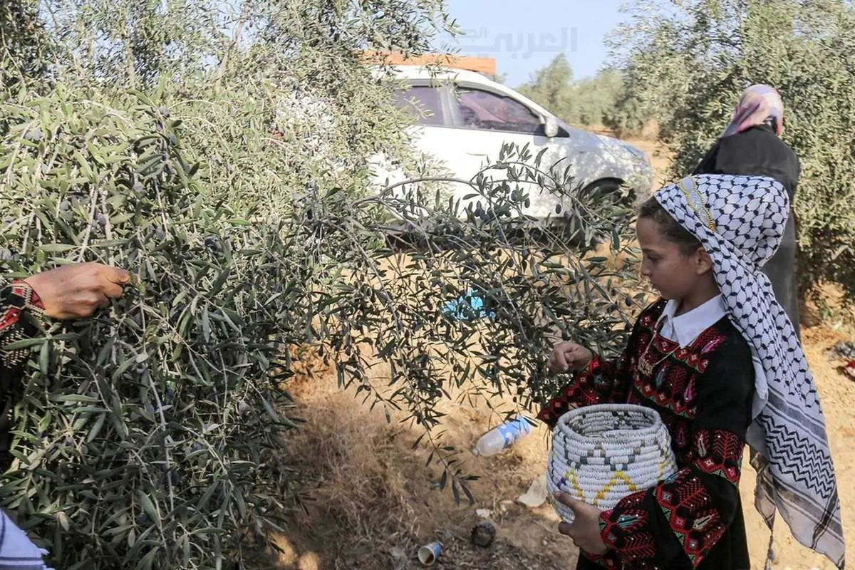 (ویدئو) برداشت زیتون در سایه جنگ غزه