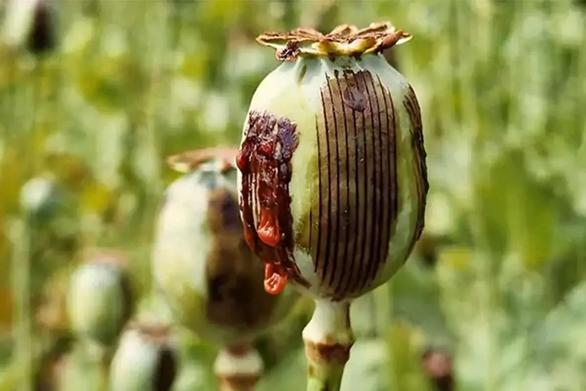 ۷ باور غلط درمورد تریاک؛ آیا مصرف تریاک برای بیماران قلبی و دیابتی مفید است؟