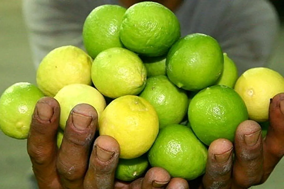 (ویدئو) چگونه کشاورزان هزاران تن لیمو ترش برداشت می‌کنند؟