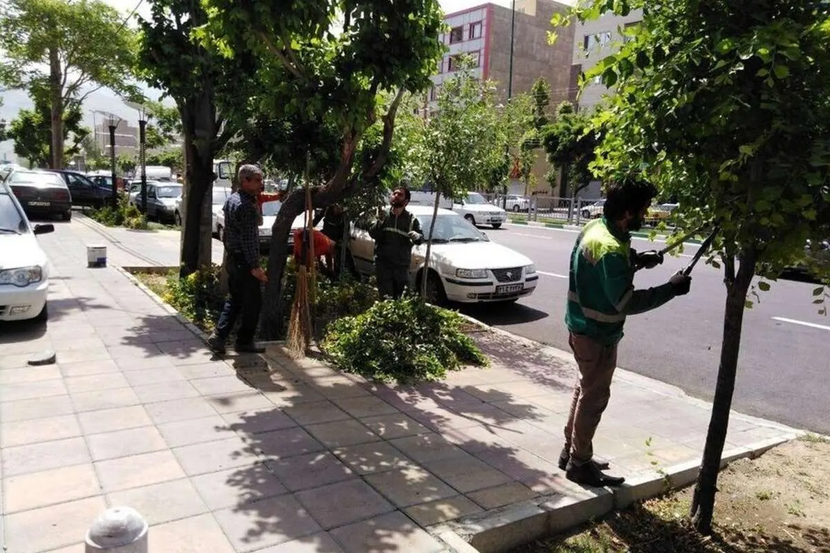 نحوه عجیب هرس کردن فضای سبز ایرانشهر