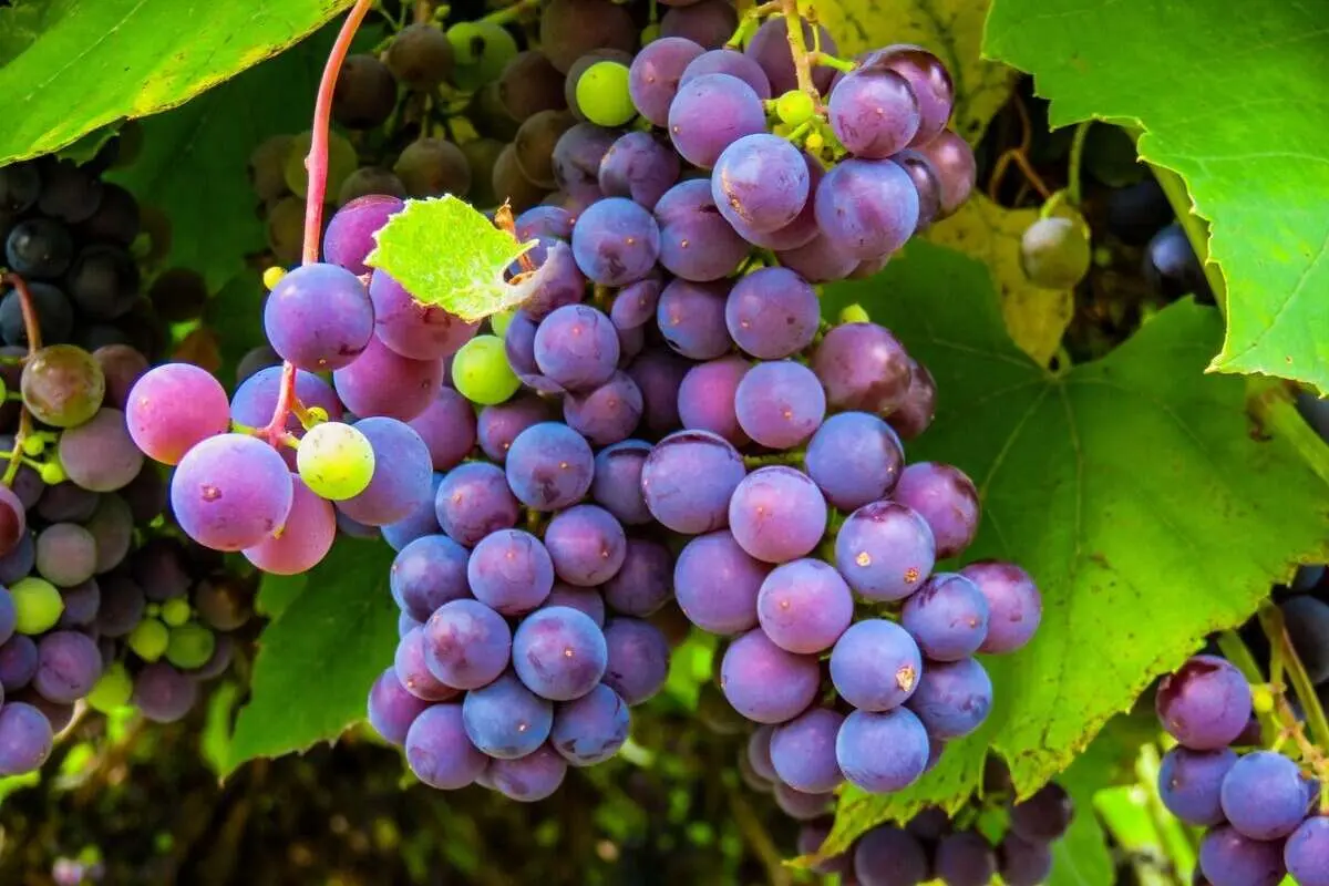 (ویدئو) روشی جالب و ساده برای کشت و پرورش درخت انگور با کمک حبه انگور