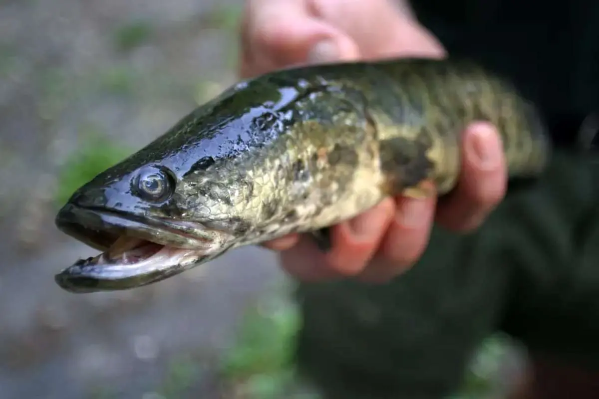 چرا ماهی‌ها پلک ندارند؟ بدون پلک چگونه می‌خوابند؟