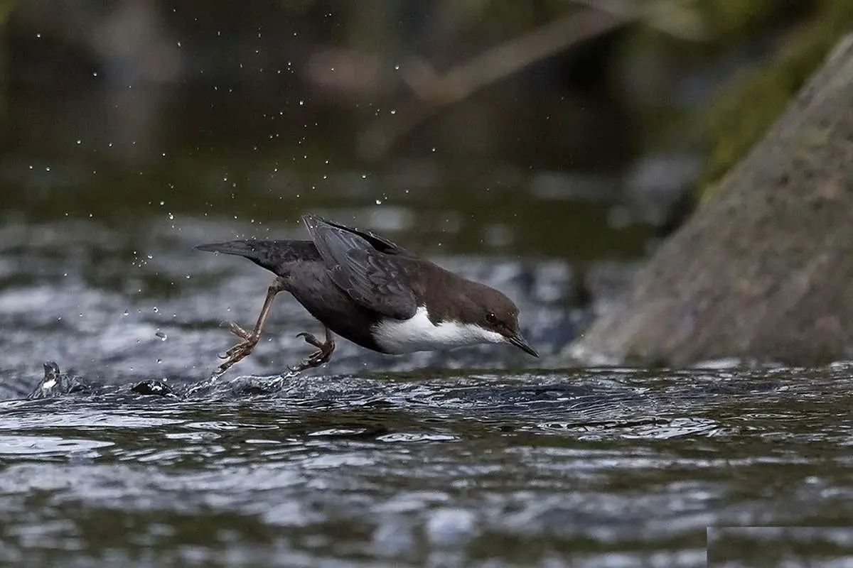 (ویدئو) زیر آبروک گلو سفید؛ پرنده غواص با لباس ضدآب