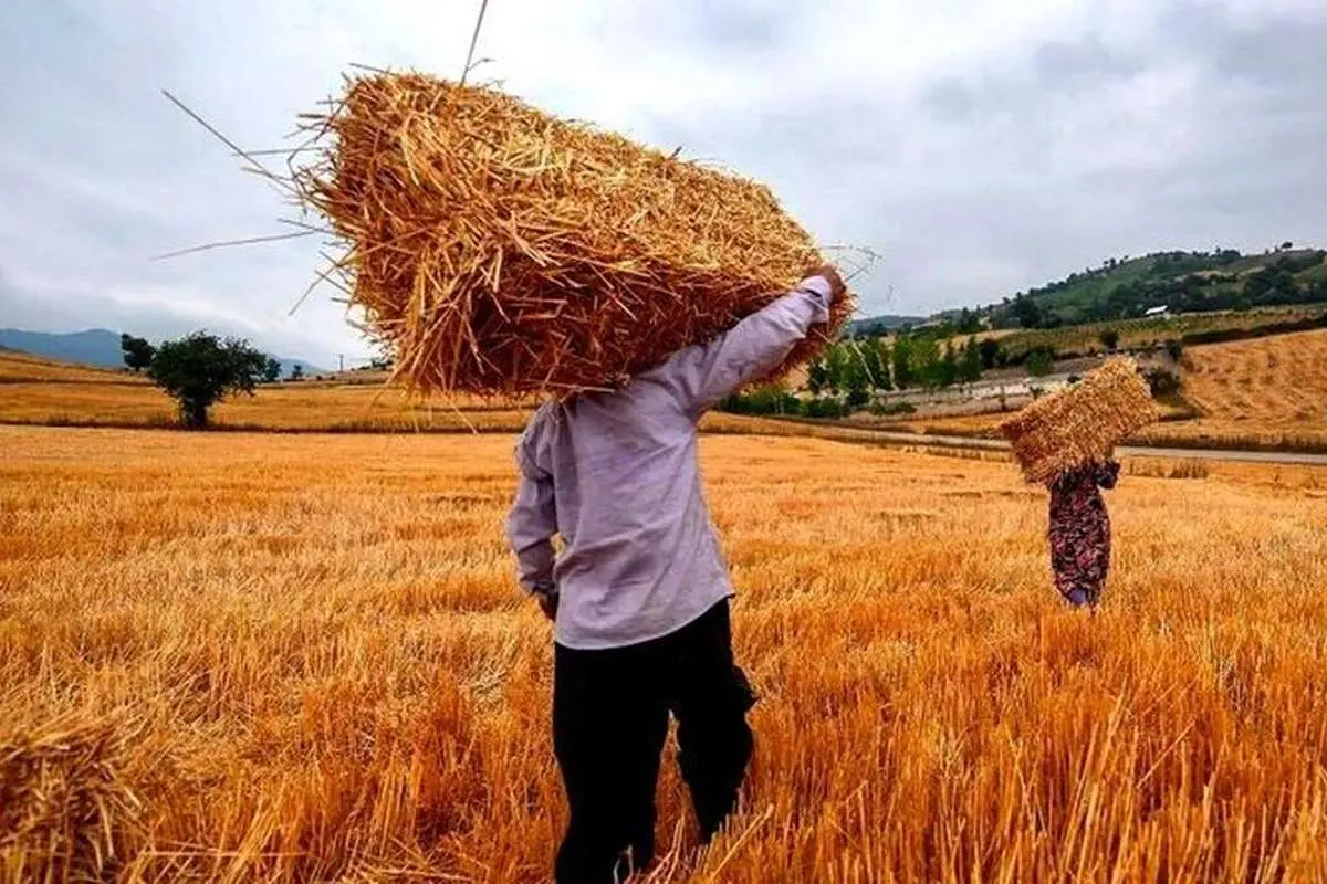 قیمت خرید تضمینی گندم مشخص شد