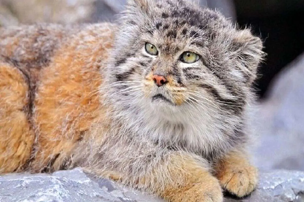 یک قلاده از کمیاب‌ترین گربه وحشی ایران پس از زنده‌گیری تلف شد