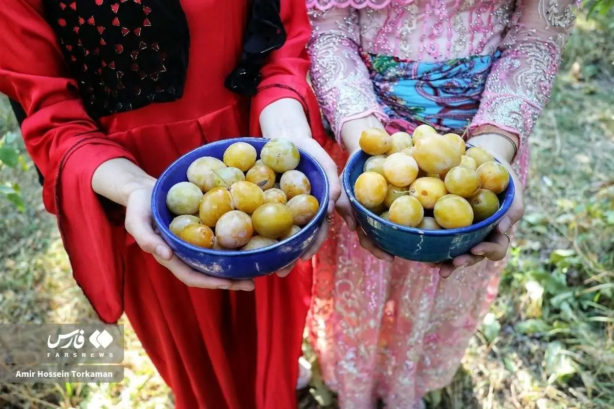 (تصاویر) جشنواره آلو در روستای حیدرهقاضیخان بهار