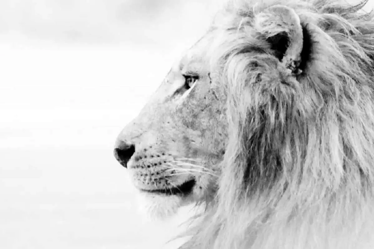 ۵روش برای شجاعتر شدن
