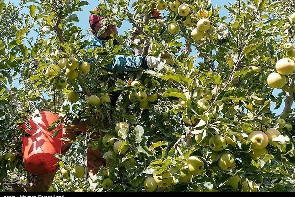 (تصاویر) برداشت سیب از باغ‌های ارومیه