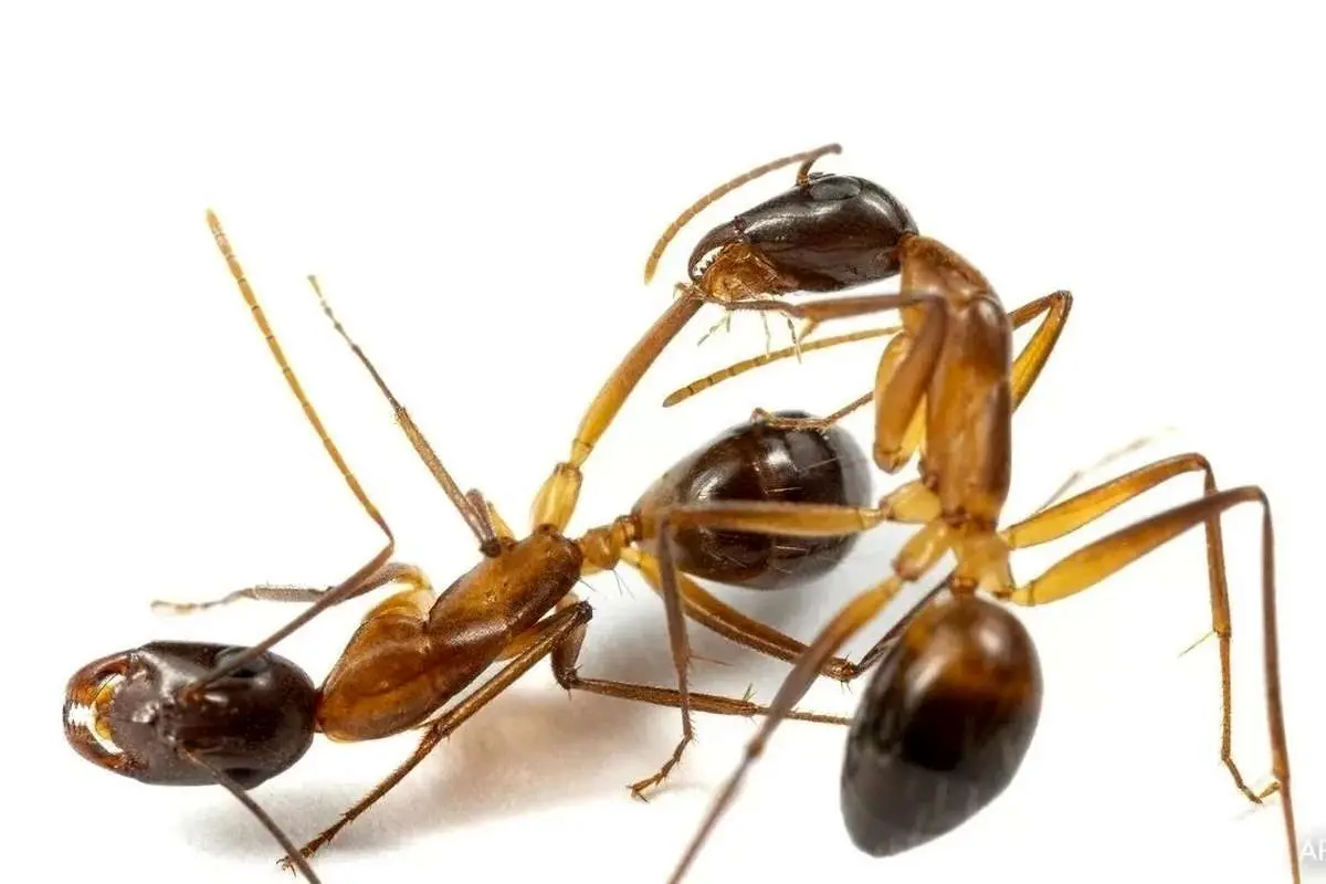 مورچه‌ها پای مورچه‌ای دیگر را قطع می‌کنند تاجان او را نجات دهند