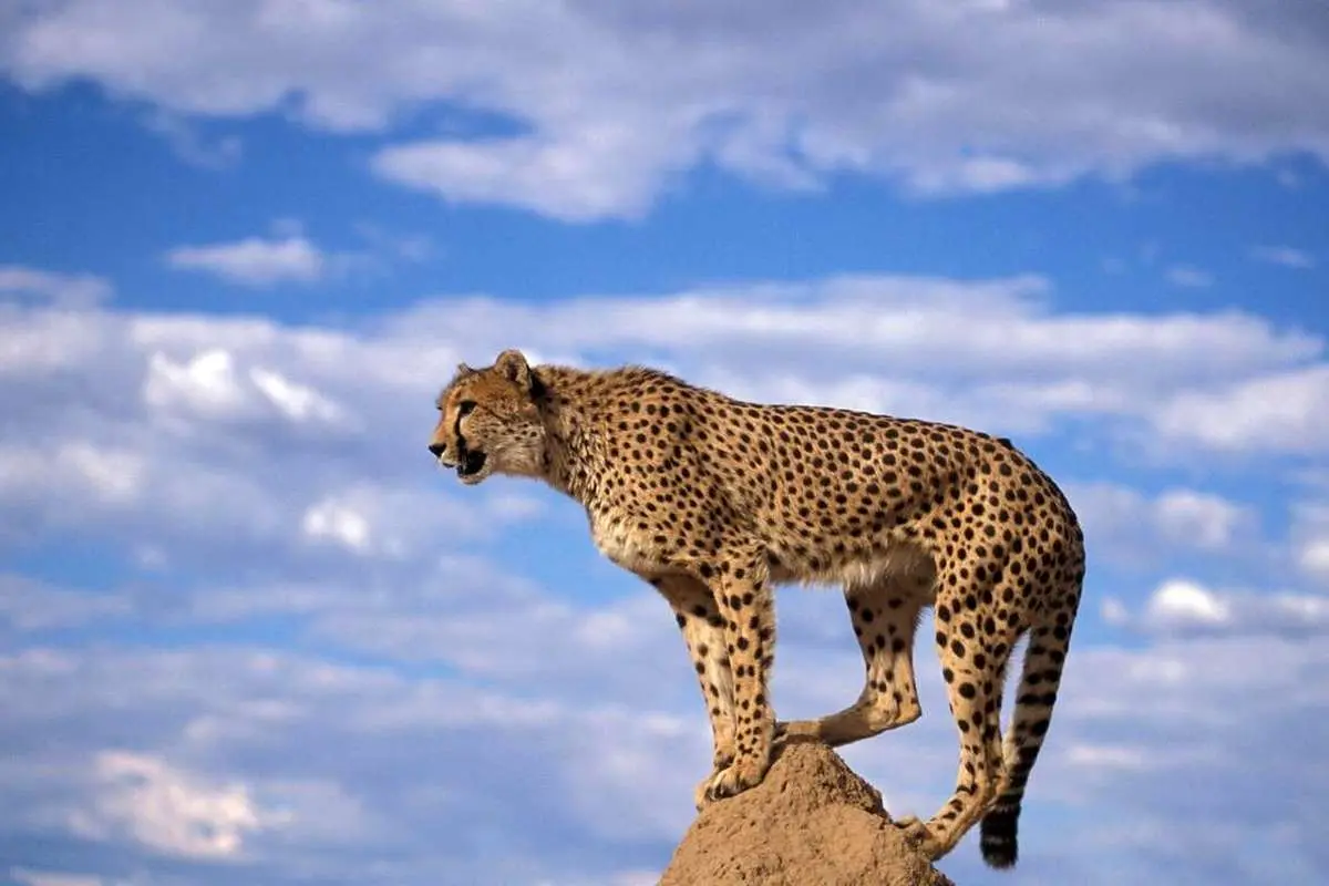 (ویدئو) شکوه پلنگ ایرانی در کوهستان‌های خراسان شمالی