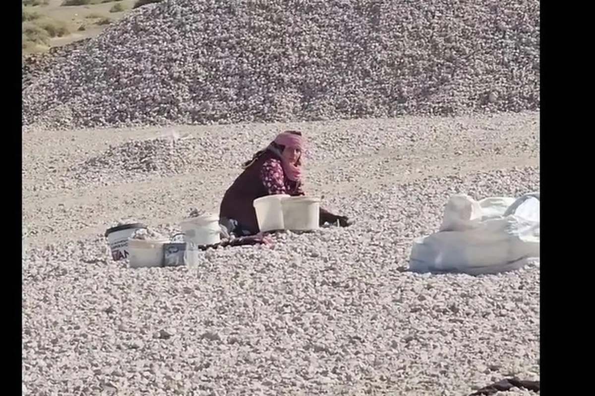 (ویدئو) زنان روستایی در طبس از سنگ پول درمیآورند
