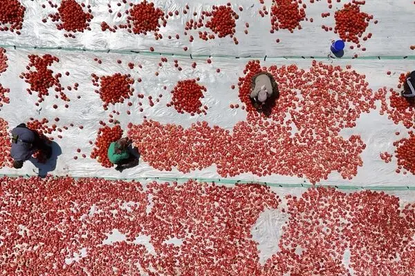 تصاویر؛ فرشی سرخ از گوجه زیر آفتاب