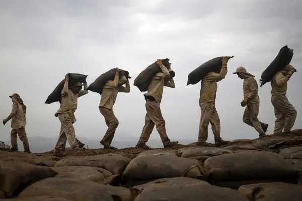 تصاویر؛ وقتی فضولات پرندگان دریایی عامل شکوفایی اقتصادی می‌شود!