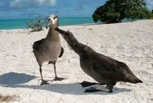 رقص عاشقانه آلباتروس‌های پا سیاه؛ پیوندی برای تمام عمر