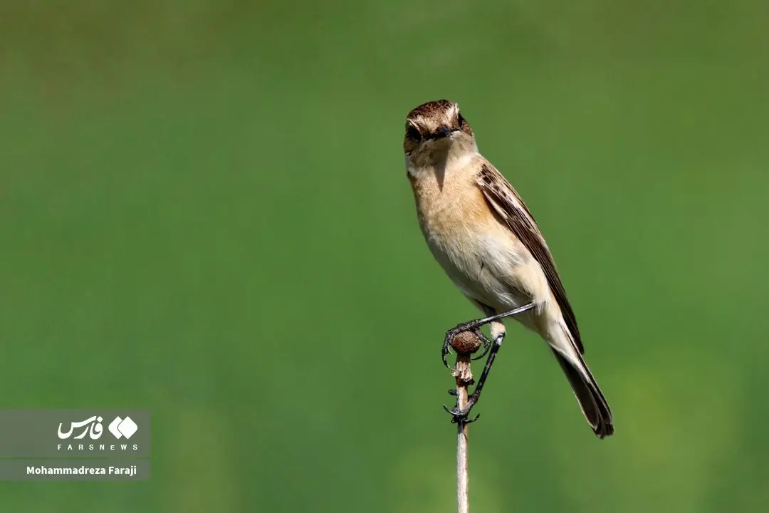 تصاویر؛ بهشت پرندگان، در دامان عروس زاگرس