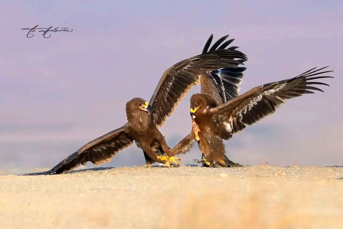 تیغ در پنجه برای بقا (ویدئو)