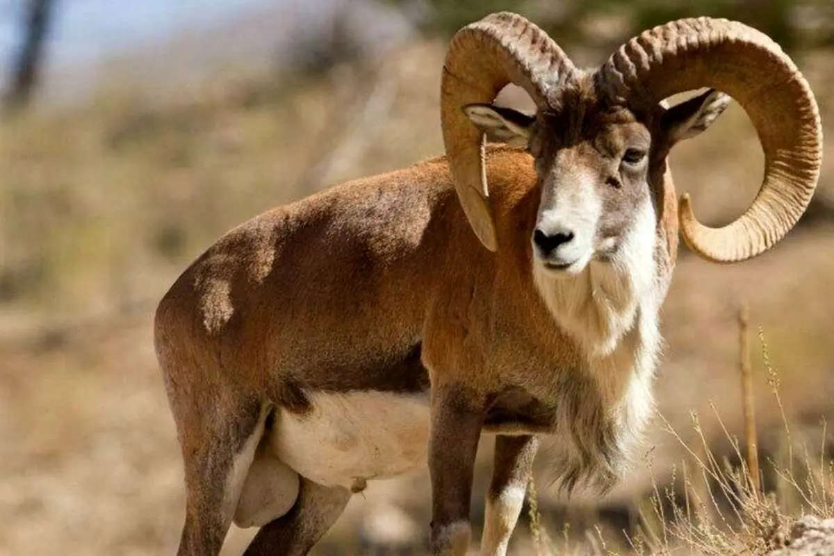 (ویدئو) قوچ‌های اوریال در پارک ملی گلستان