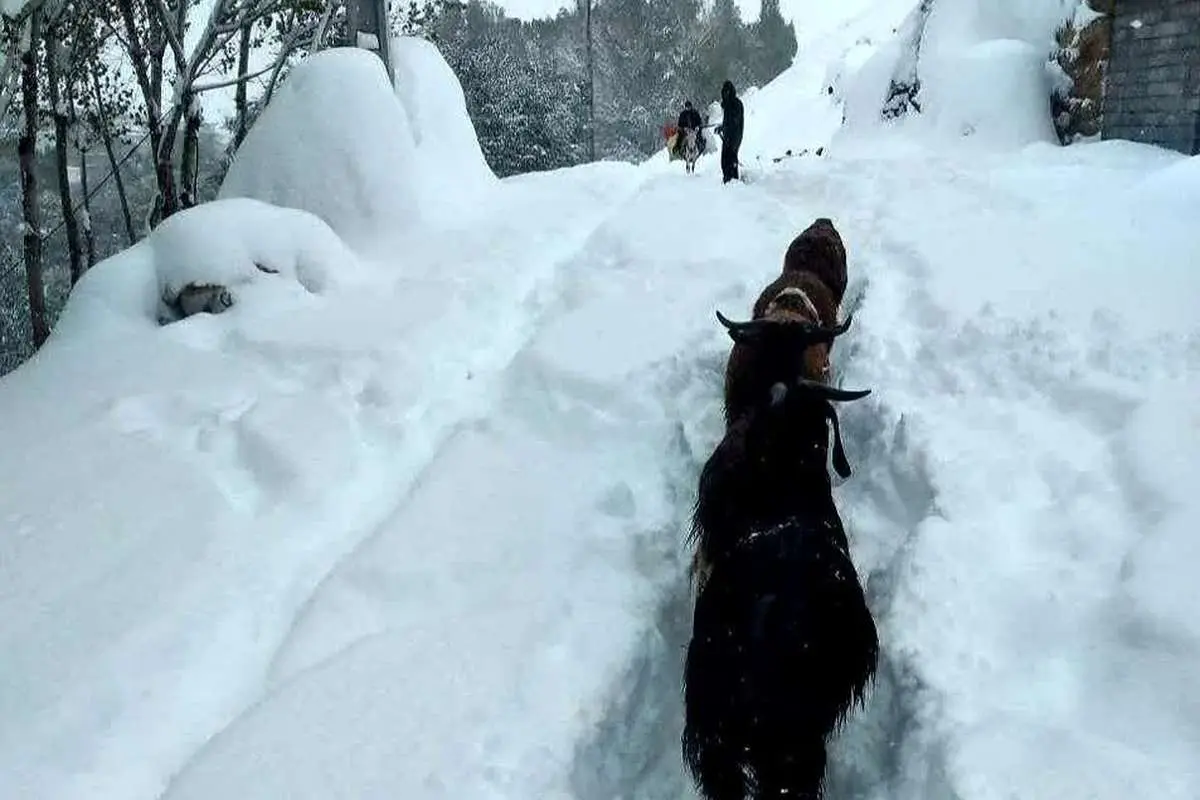 بارش نیم متری برف در دامنه سهند مردم را غافلگیر کرد (تصاویر)