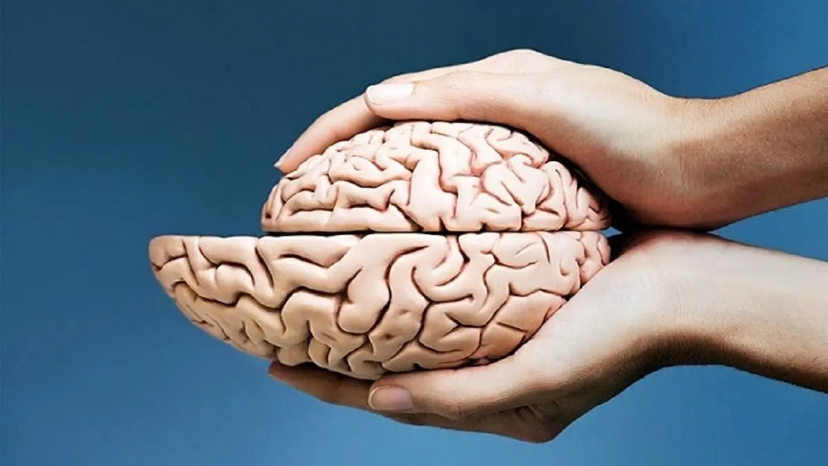 تخمین سن مغز در کمتر از یک ثانیه