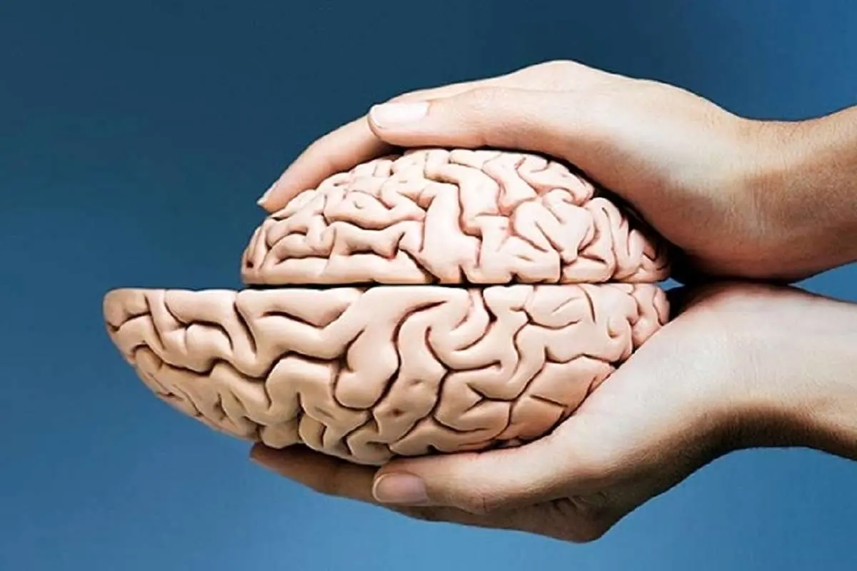 تخمین سن مغز در کمتر از یک ثانیه