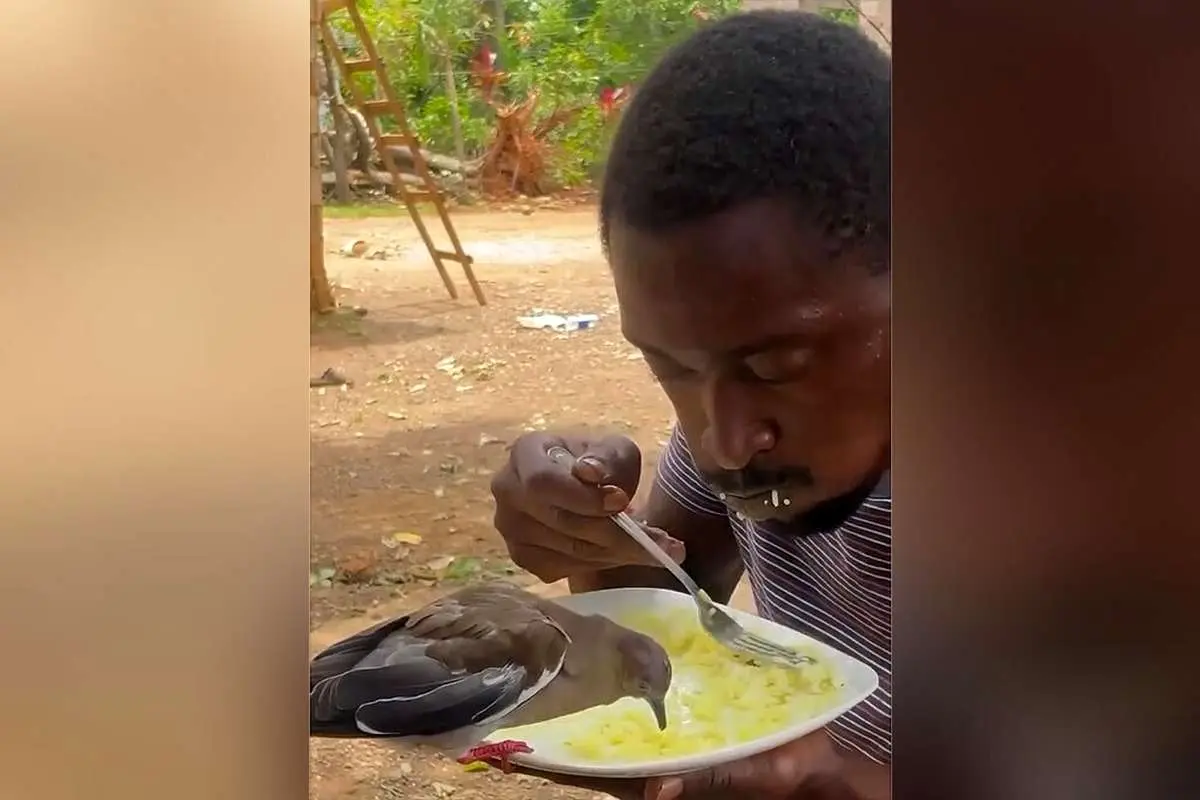 دوستی عجیب مردی با پرنده‌اش؛ در یک بشقاب غذا می‌خورند! (ویدئو)