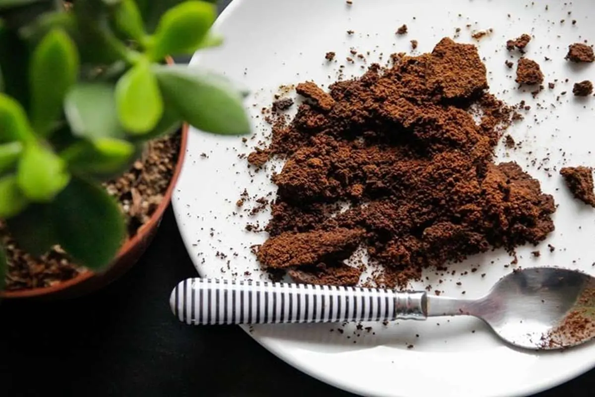 استفاده‌های شگفت‌انگیز و فواید متعدد تفاله قهوه