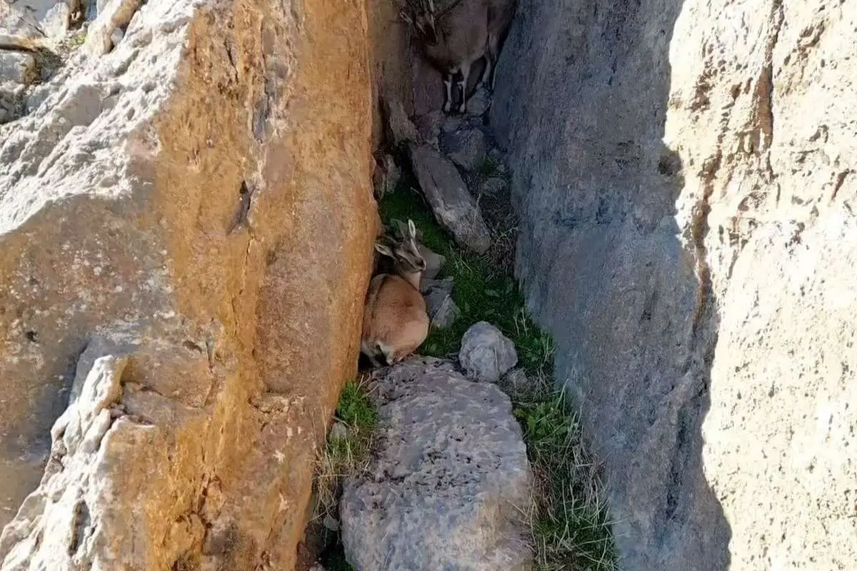سکونتگاه حیرتانگیز بز کوهی در استان لرستان (ویدئو)