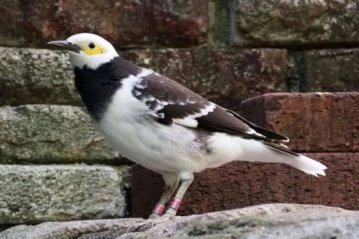 توانایی حیرت انگیز این پرنده در تقلید صدای گریه نوزاد! (ویدئو)