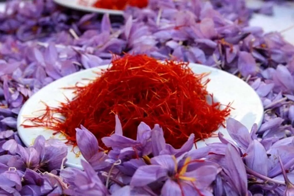کاهش چشمگیر صادرات زعفران