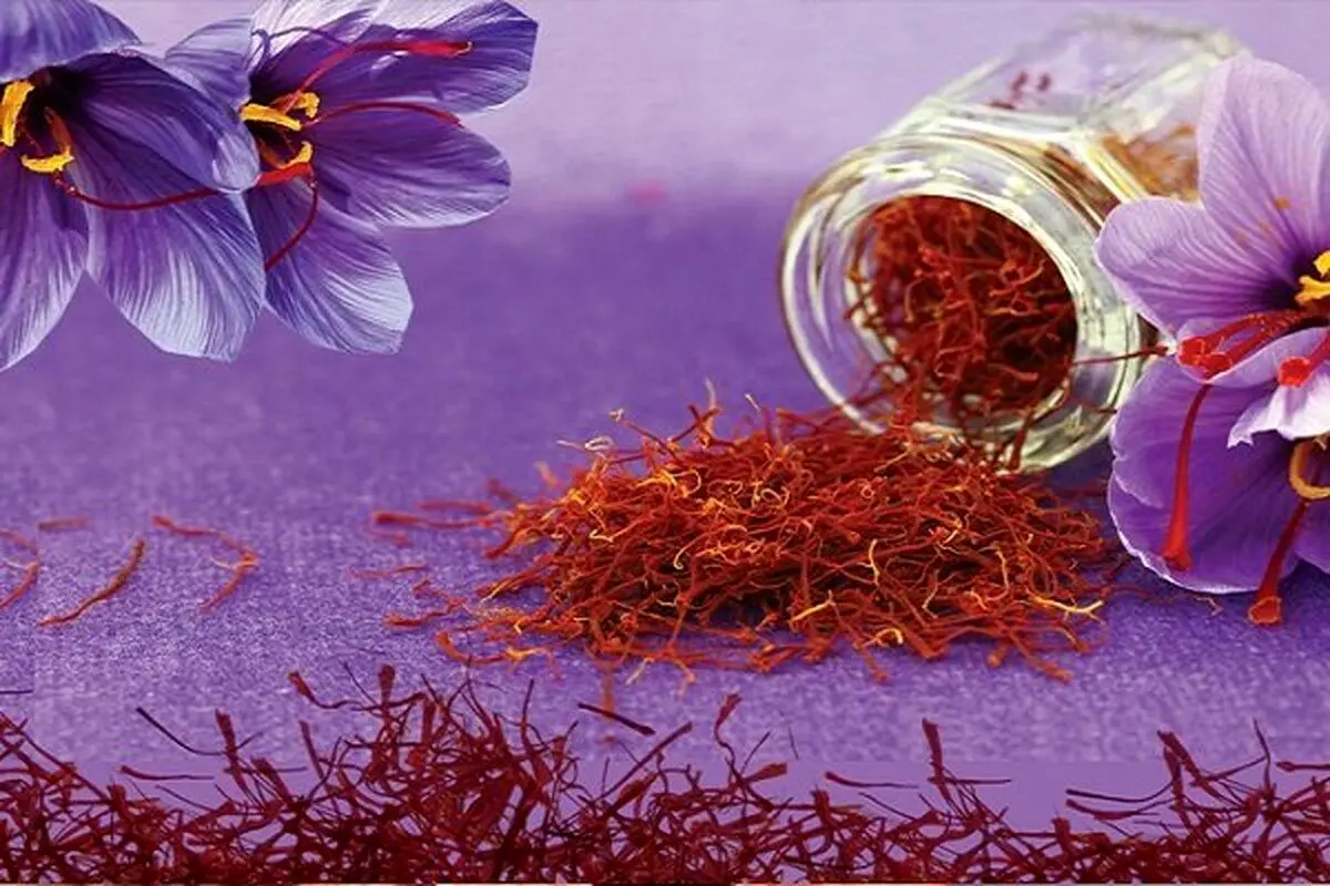 قاچاق طلای سرخ بلای جان تجارت رسمی زعفران