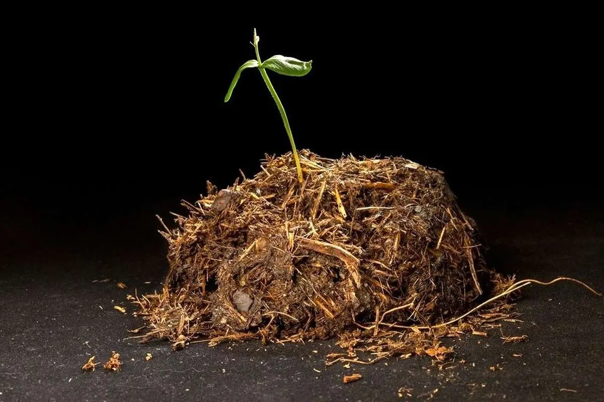 چرا بسیاری از حیوانات «مدفوع» می‌خورند؟