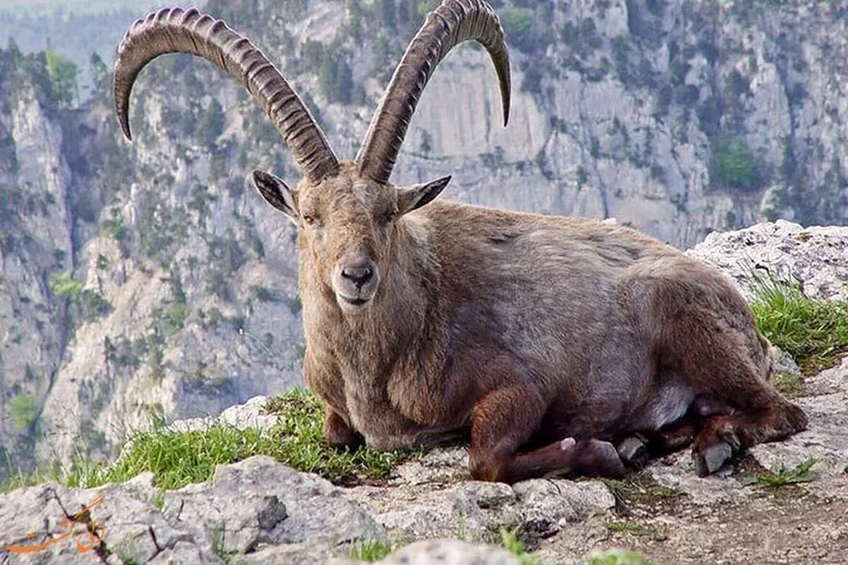 سکونتگاه حیرت‌انگیز بز کوهی در استان لرستان (ویدئو)