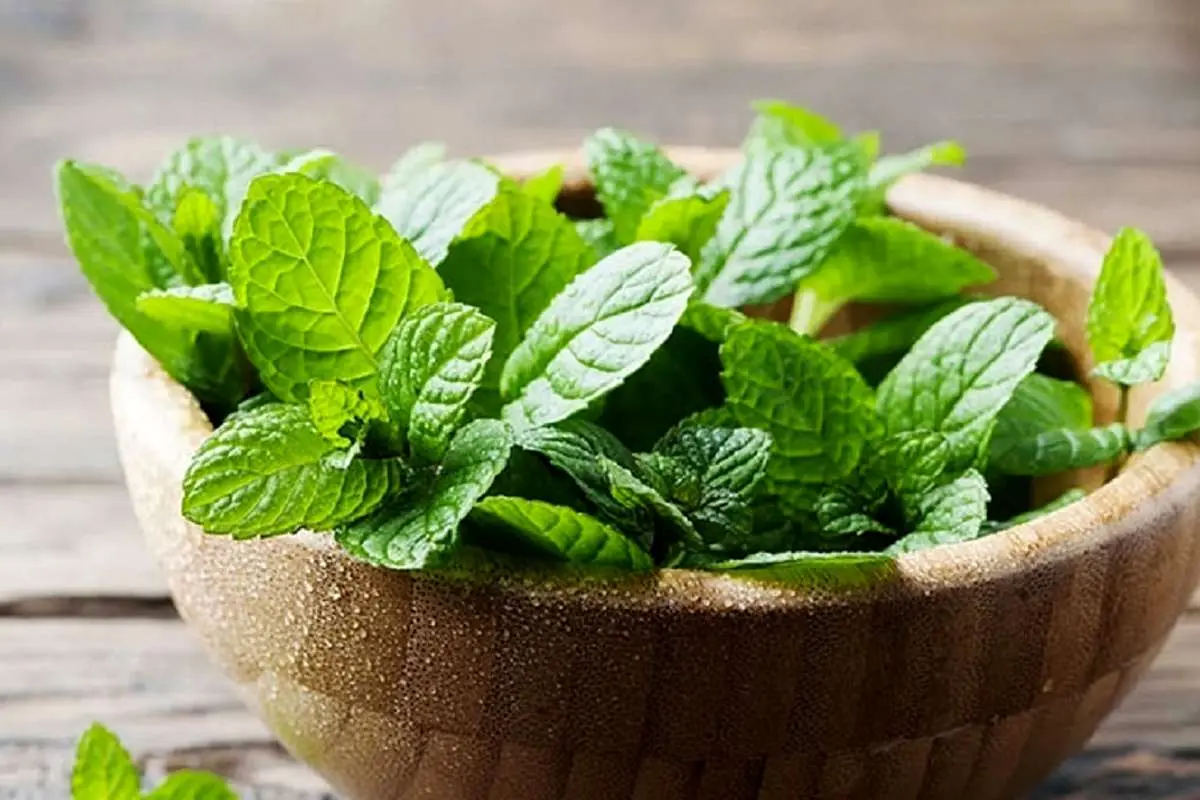 چرا با خوردن نعناع احساس سرما می‌کنیم؟