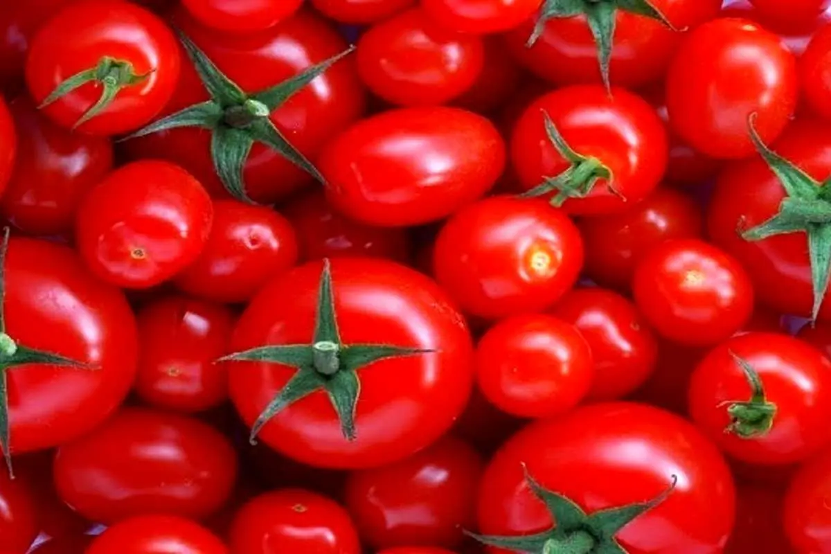 گوجه فرنگی ارزان میشود