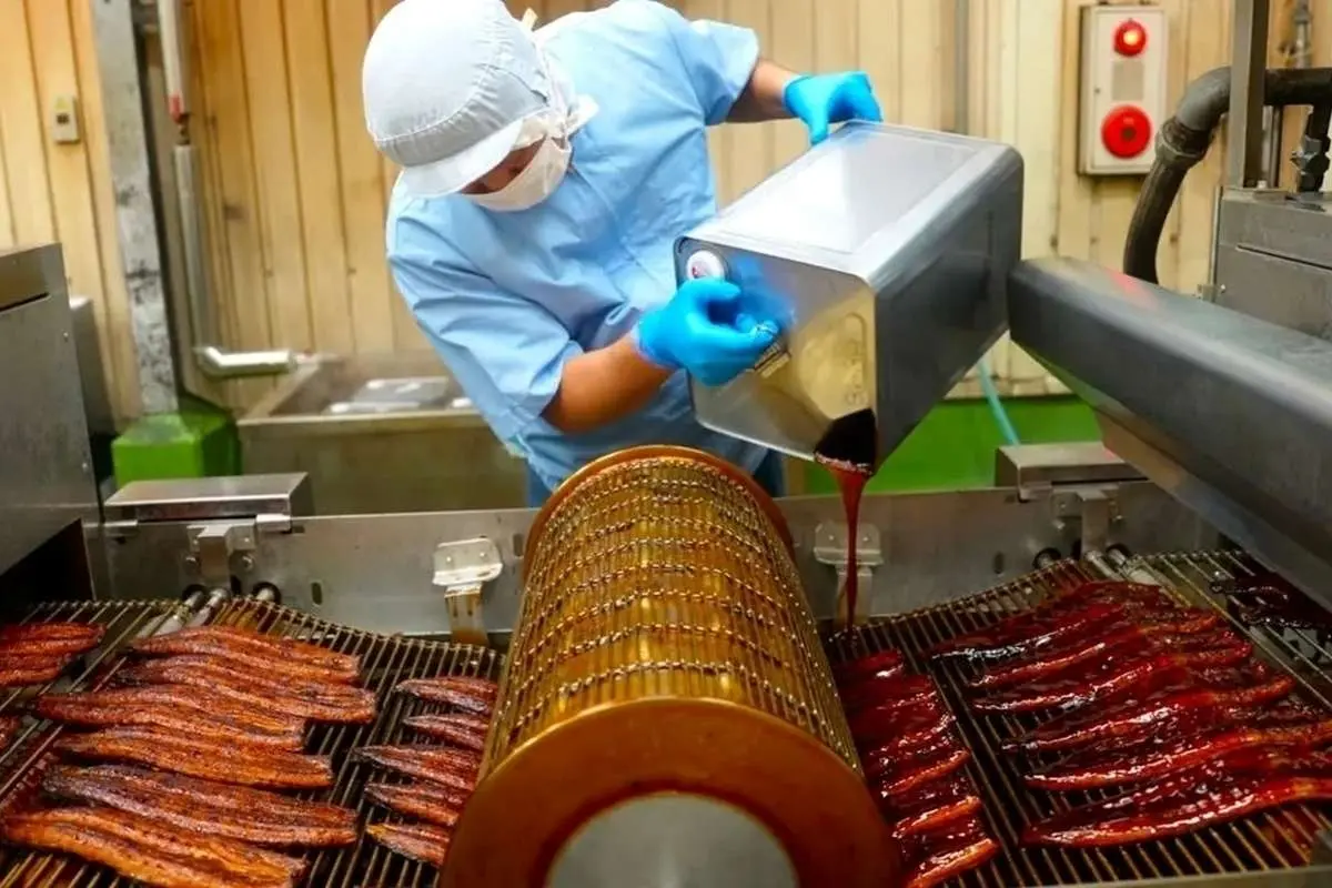 فرآیند جالب پرورش و فرآوری مارماهی در ژاپن (ویدئو)