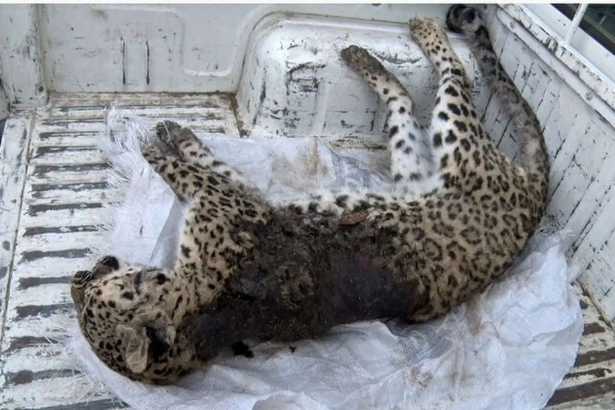 مرگ یک پلنگ در علی آباد کتول (ویدئو)