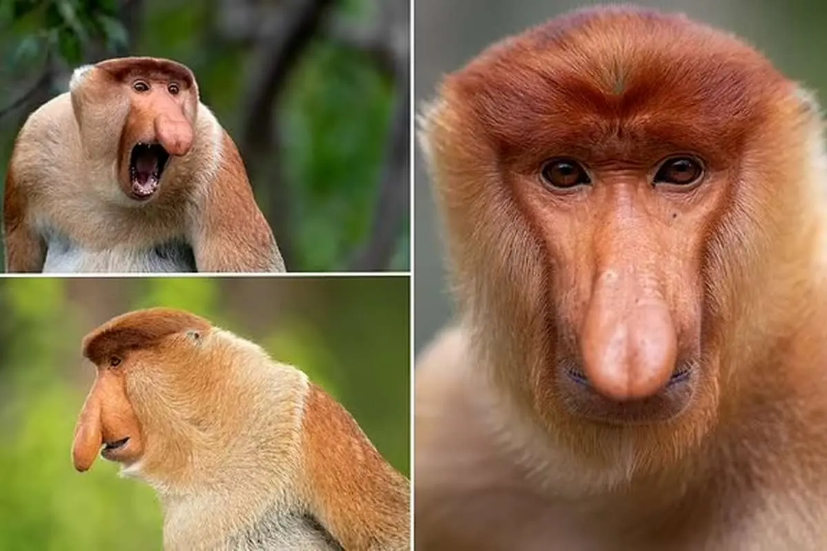 افشای راز «زشت‌ترین حیوان جهان»