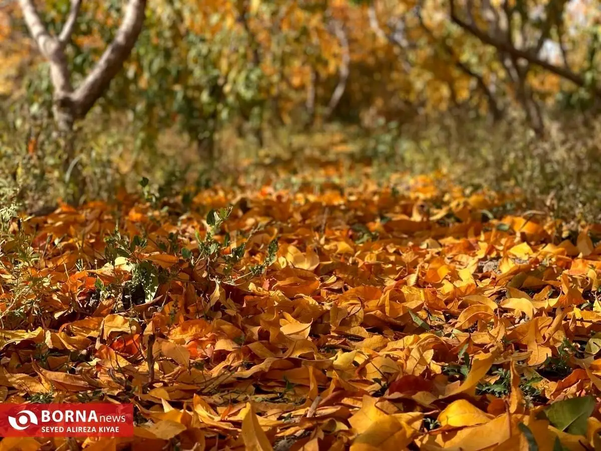 پاییز در شهریار (تصاویر)