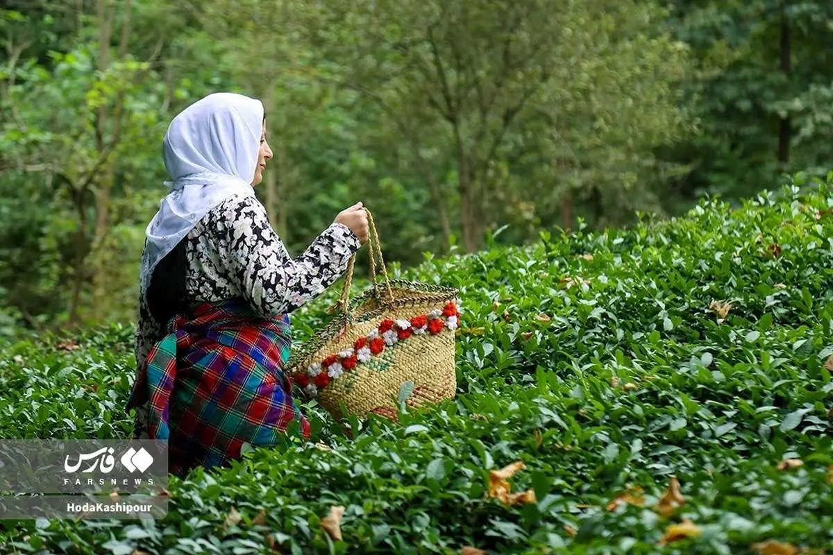 مازندران؛ سبزهدیار (تصاویر)