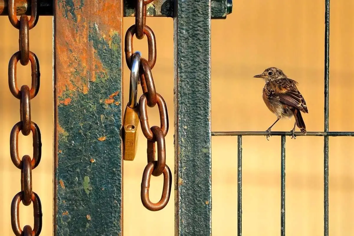 برندگان مسابقه عکاسی حیات‌وحش ۲۰۲۴؛ پادشاهی پروانه‌ها در مکزیک