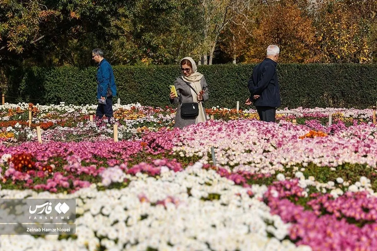 جشنواره گلهای داوودی در تهران (تصاویر)