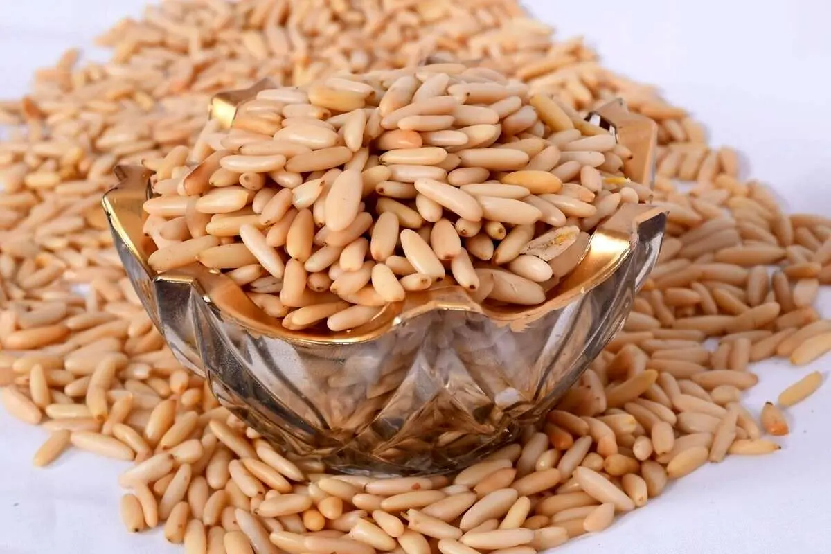چلغوز چیست و چه خواصی دارد؟