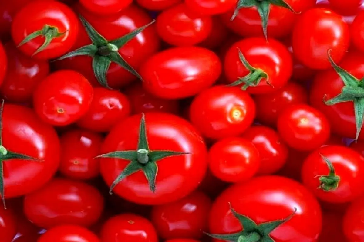 گوجهفرنگی ارزان میشود؟
