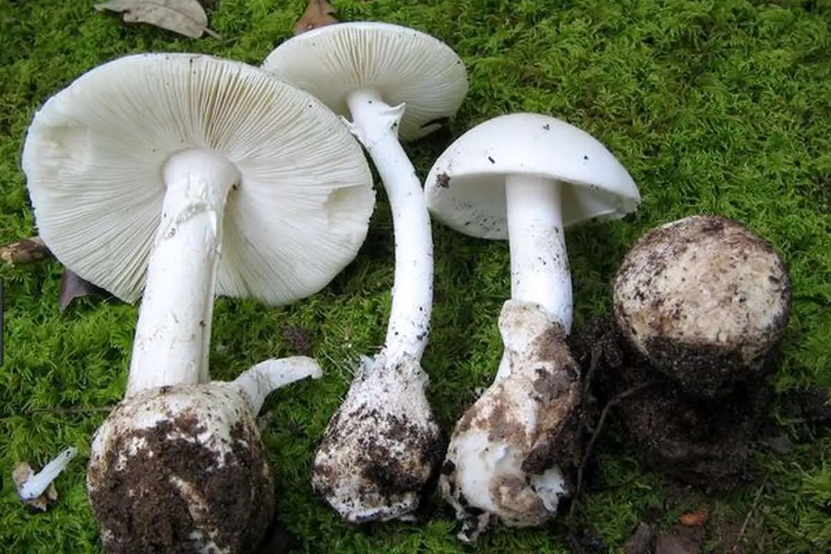 ماجرای مرگ ۲ خواهر ساروی با مصرف قارچ سمی؛ نحوه تشخیص قارچ سمی