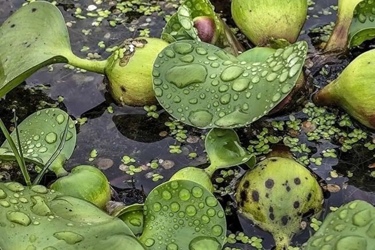 (تصاویر) شیطان آبی بلای جان آب بندهای بابل