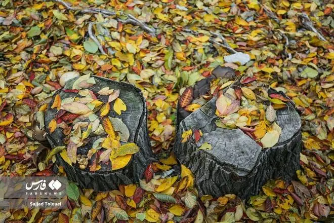 گالری